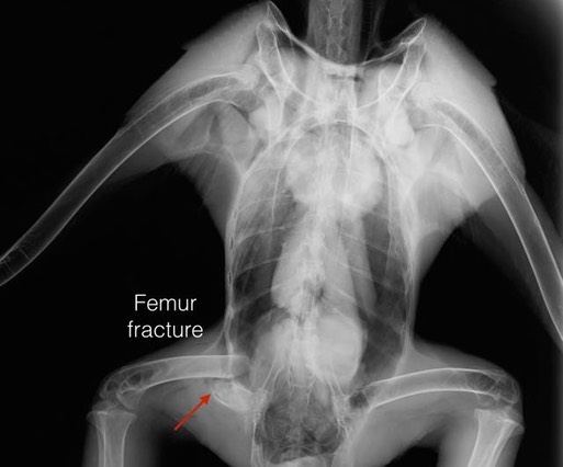 17-659 femur rad.001