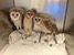 3 Fuzzy Owls