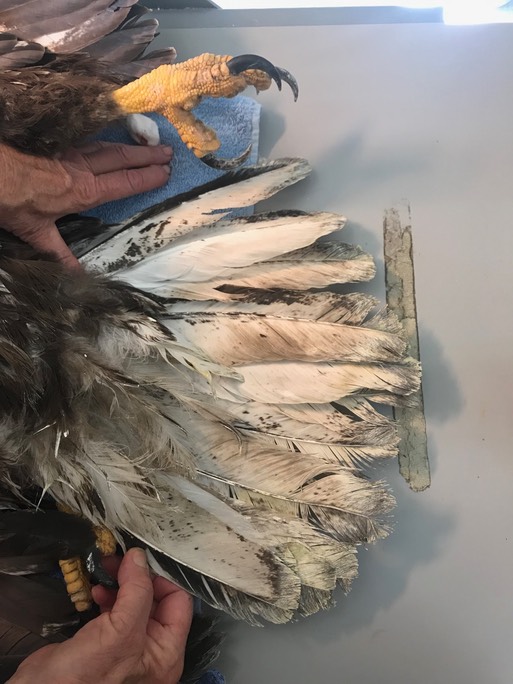 3-year old BAEA tail feathers