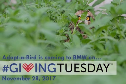 Adopt-a-Bird Giving Tuesday