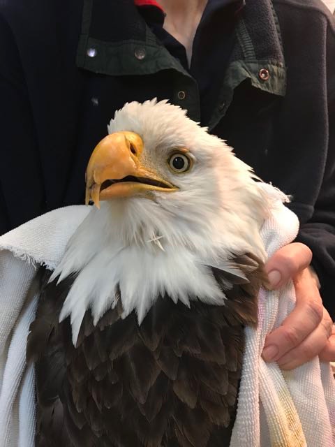 Adult BAEA split beak