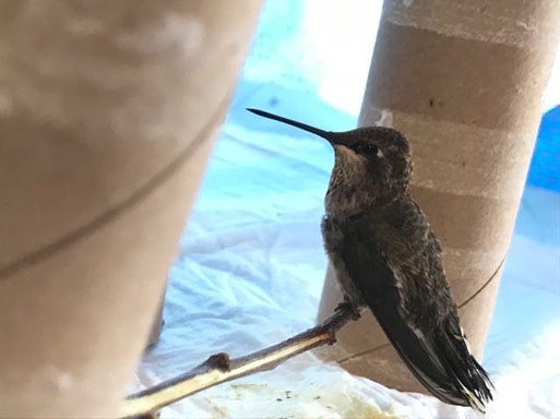 Anna's Hummingbird