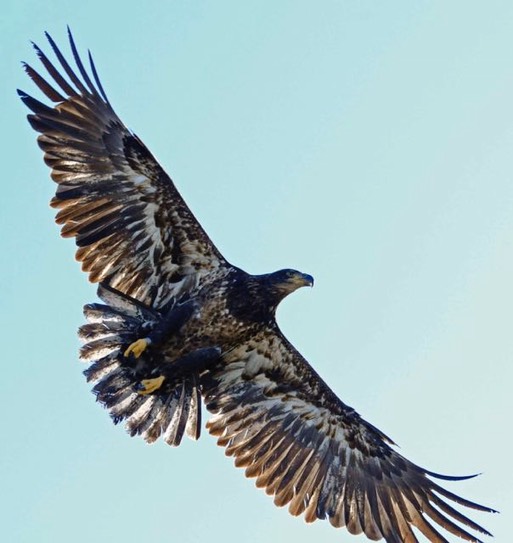 Bald Eagle Release