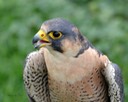 Barbary Falcon, Nikki