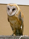 Barn Owl, Helen