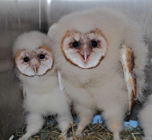 Barn Owl nestlings.jpg