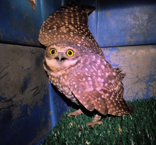 Burrowing Owl.jpg