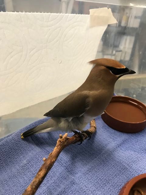 Cedar Waxwing