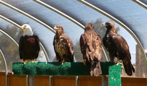 Eagle Identification