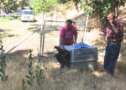 Eagle release 1