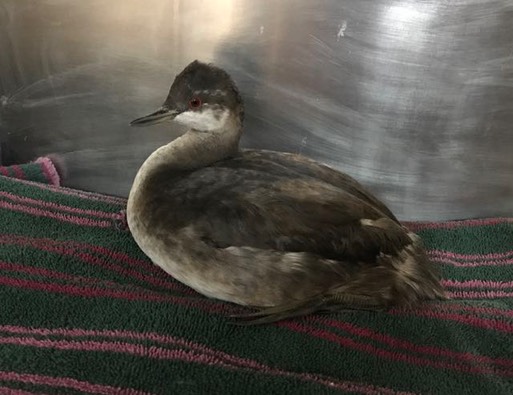 Eared Grebe