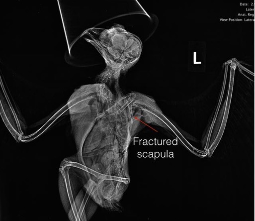 GHOW scapula fx rad.001