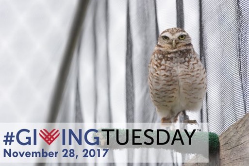 giving tuesday burrowing owl long