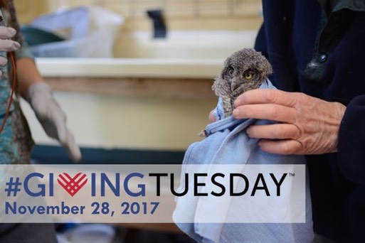 giving tuesday screech owl