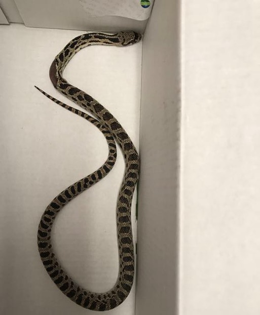 Gopher Snake