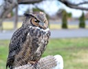 Great Horned Owl, Sage