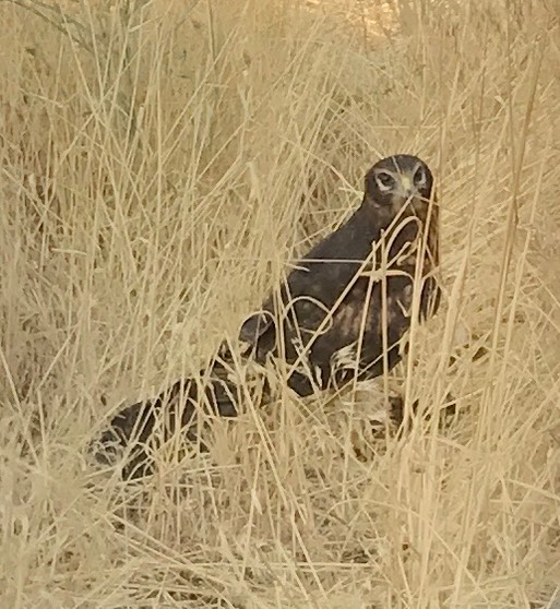 Harrier juv