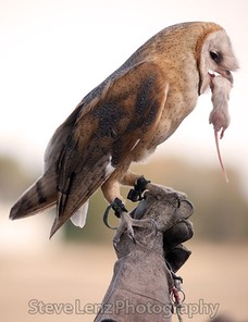 helen with mouse