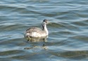 Horned Grebe released at Warehouse Beach 10-22-13