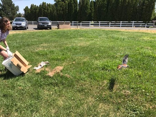 Kestrel release