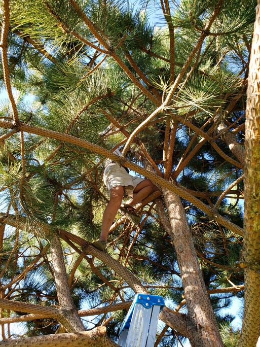 Michel climbimg tree