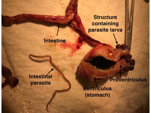 Necropsy parasites.001