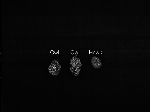 Owl & Hawk Pellets.001
