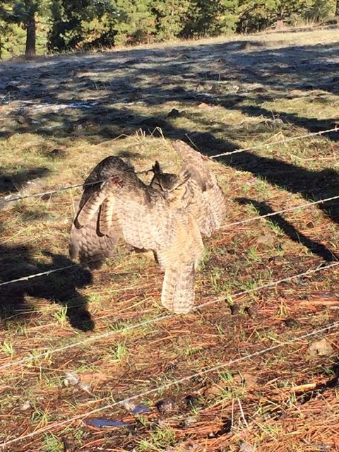 Owl in wire