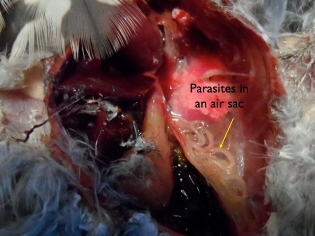 Parasites.jpg