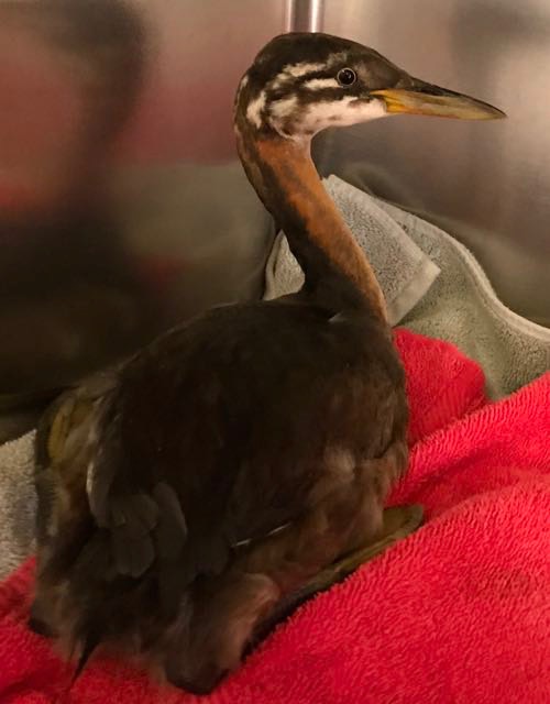 Red-necked Grebe