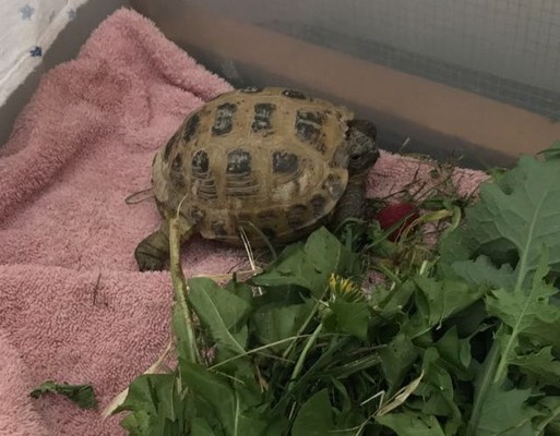 Russian Tortoise