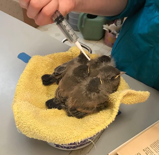 Say's Phoebe nestlings