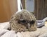 Screech Owl nestling.jpg