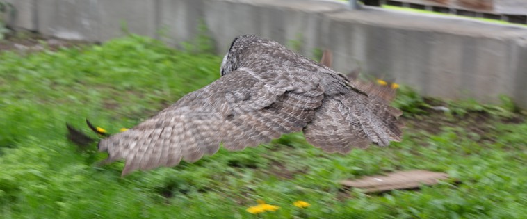 spirit in flight