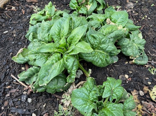 Spring  spinach