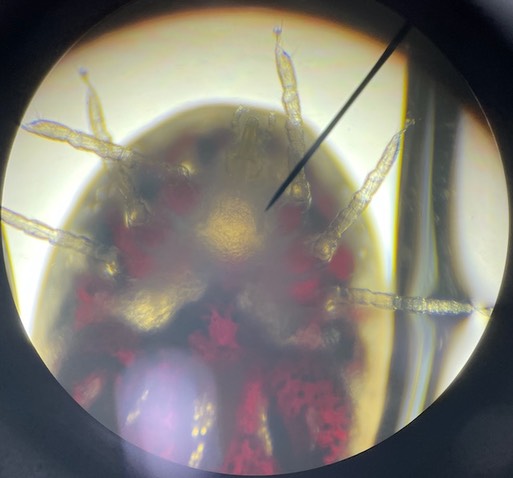 View through the microscope