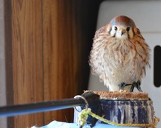 Yoda, American Kestrel