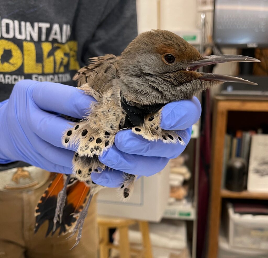 First Bird Of 2024 Blue Mountain WildlifeBlue Mountain Wildlife   NOFL 1024x988 