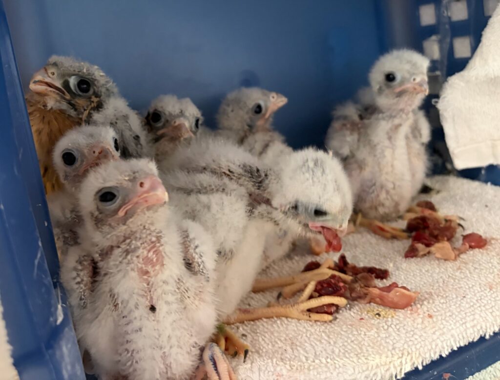 Raptor Baby Central - Blue Mountain WildlifeBlue Mountain Wildlife